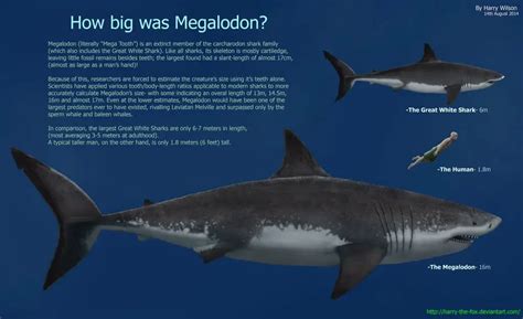 what is the meaning of megalodon